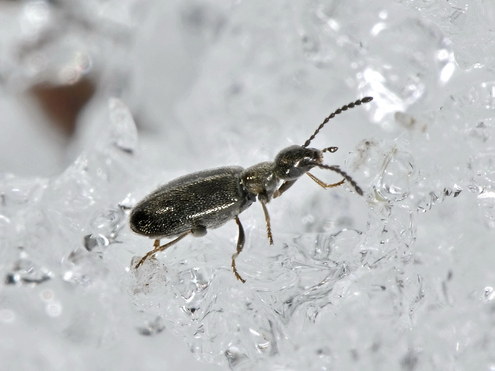 Anthicus niger?No. Microhoria plumbea plumbea (Anthicidae)